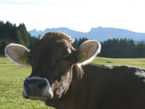 Allgäuer Braunvieh