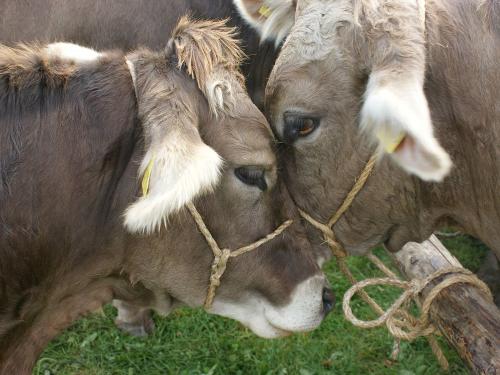 Cow Love