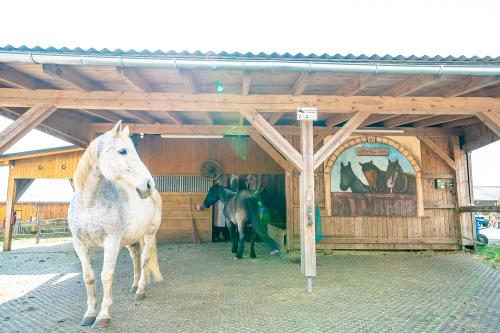 Reiten