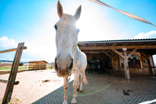 Reiten