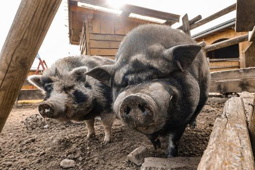 Schwein Emma & Fritz