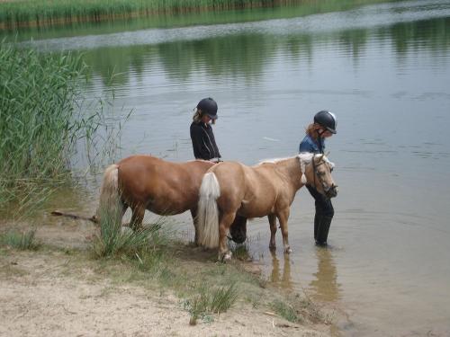 Ponys am See