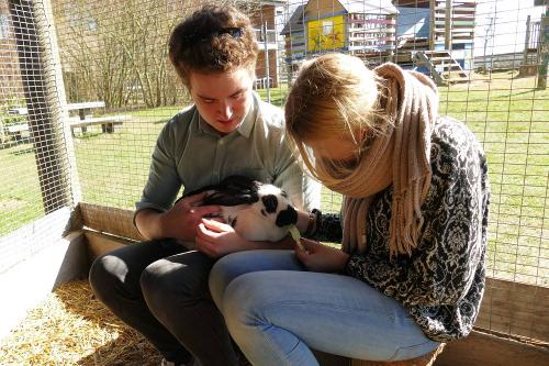 Die Osterhasen im Streichelzoo