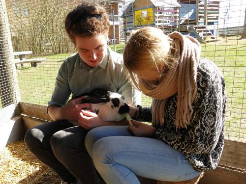 Die Osterhasen im Streichelzoo