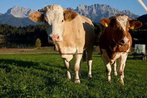 Lotte und Bella am Geroldsee
