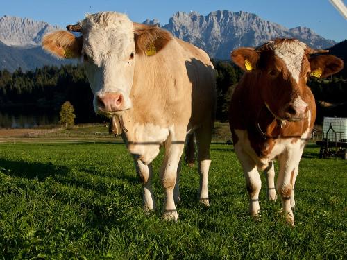 Lotte und Bella am Geroldsee