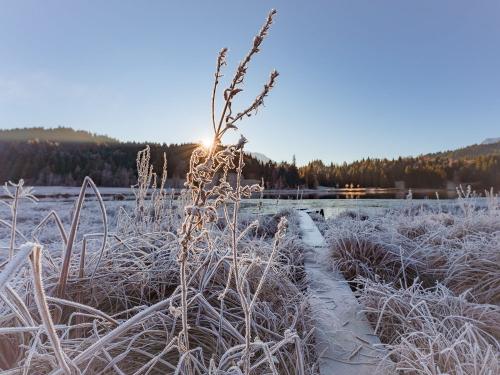 Frostig Bild Paul Wolf