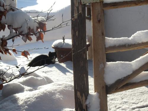 WinterKatze