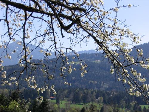 Frühling Frühling