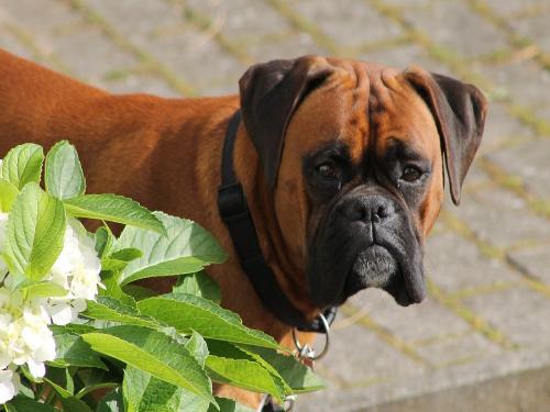 bruno
