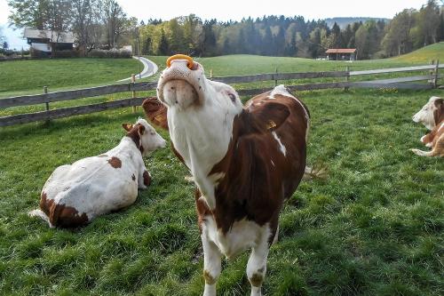 Neugierde bei den Kälbern