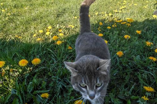 unsere Katze unterwegs