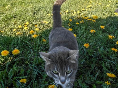 unsere Katze unterwegs