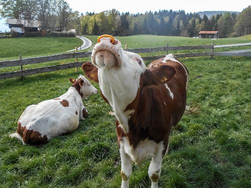Neugierde bei den Kälbern Neugierde bei den Kälbern