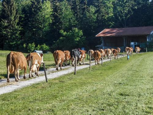 Kuhaustrieb im Sommer Kuhaustrieb im Sommer