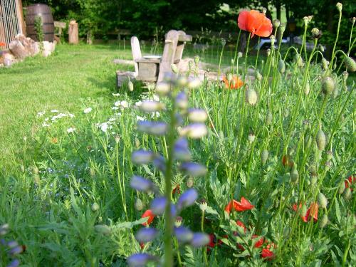 Bunte Blumenwiese im Mai
