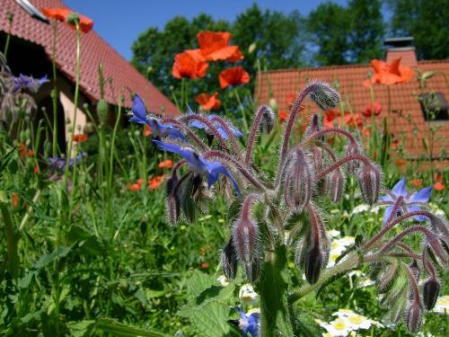 Farbenpracht im späten Frühjahr