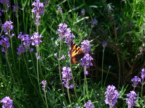 Buntes Treiben der Schmetterlinge im Sommer
