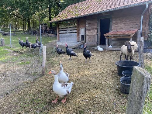 Tiergemeinschaft
