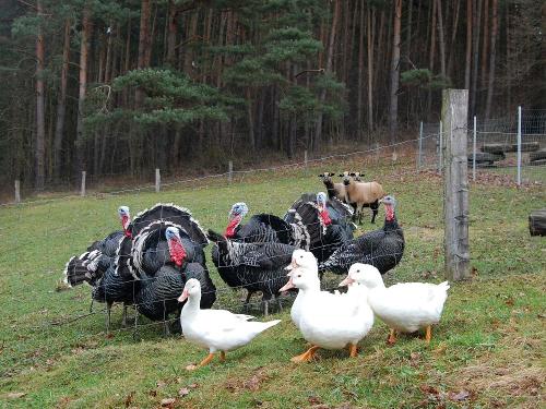 Unsere Puten und Enten
