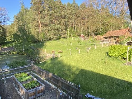 Blick zum Wald