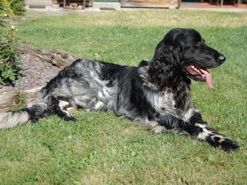 Großer Münsterländer "Enno"