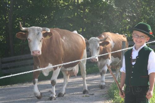 Unsere Kühe