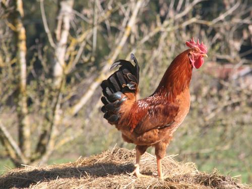 Gockel Hansi wacht über seine Hühner