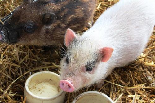 Unsere kleinen Hofschweinchen