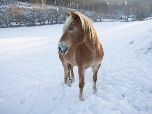 Pferd im Winter