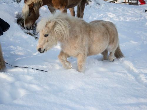 Pferd im Schnee