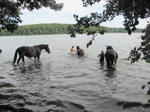 Mit Pferden baden