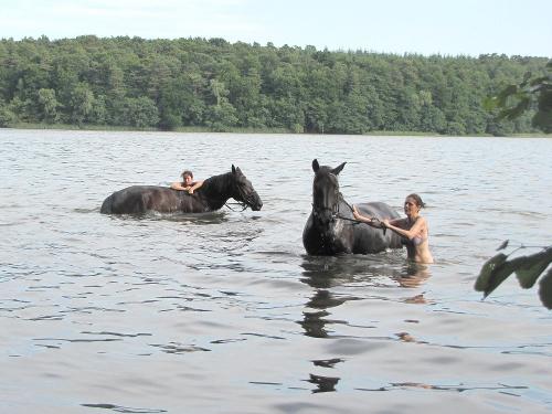 Mit Pferden baden