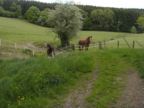 Tiere3