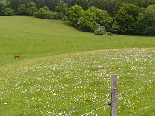 Tiere 4