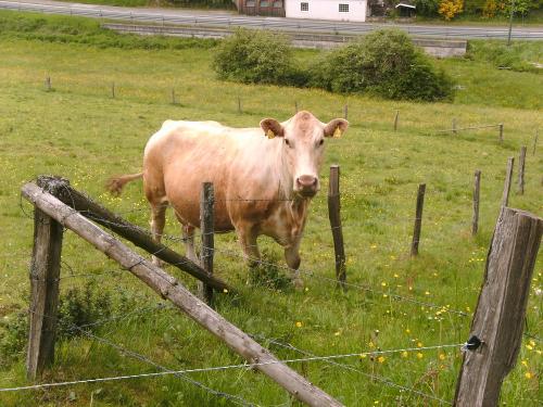 Tiere 1