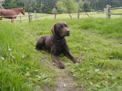 Tiere 2