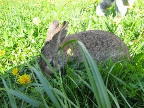 Hase Rosi