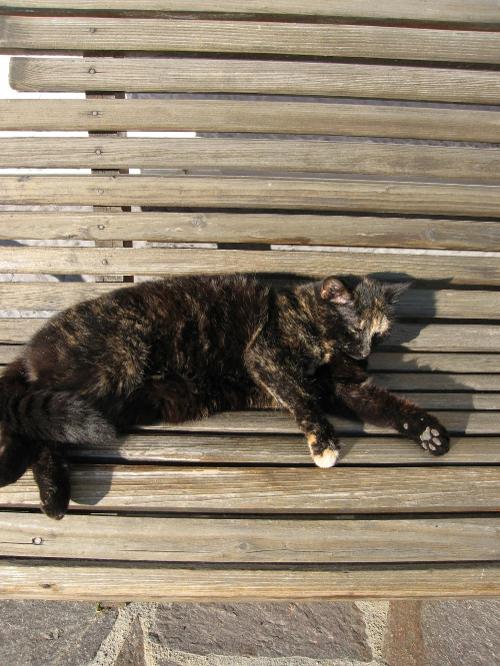 Katze Annelies