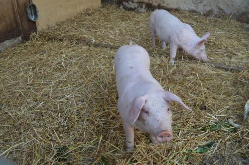 Unsere Schweine