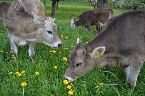 Unsere "Pensionsgäste" über den Sommer