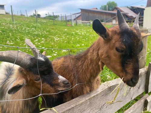 Bei Futter sind die Ziegen immer zu haben