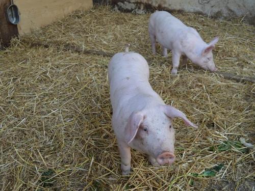 Unsere Schweine