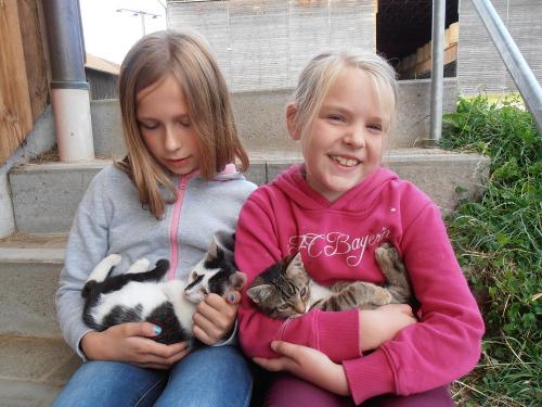 Katzen