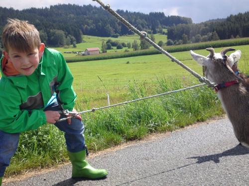 Ziegenspaziergang Ziegenspaziergang