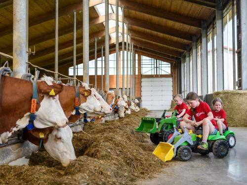 Kühe füttern Kühe füttern