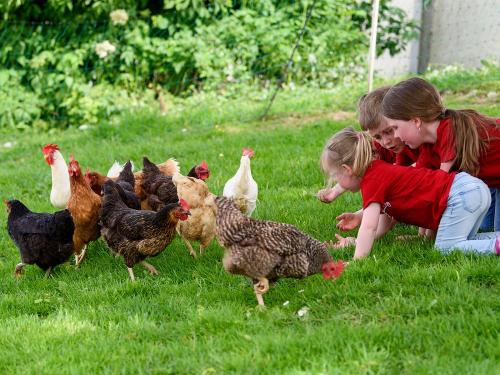 Mit Huhn per du und du Mit Huhn per du und du