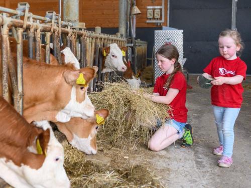 Kälbchen füttern Kälbchen füttern