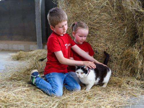 Schmusekatze Schmusekatze