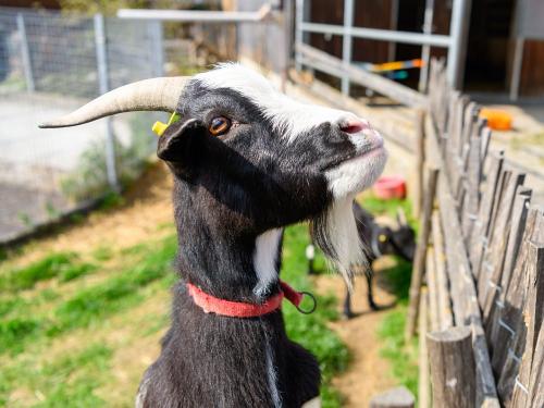 Ziege Moritz Ziege Moritz